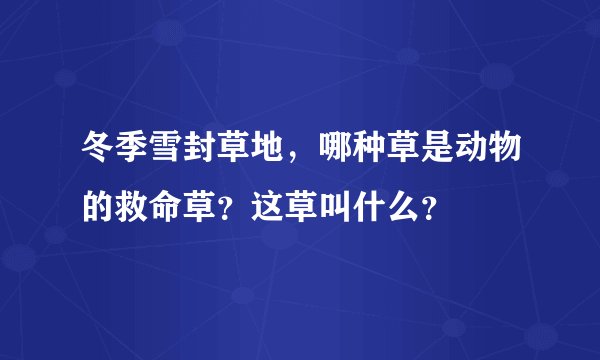 冬季雪封草地，哪种草是动物的救命草？这草叫什么？
