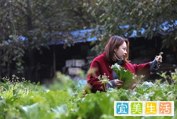 80后白领辞职做“少庄主” 少庄主可不是那么好当的