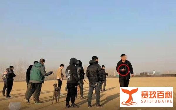 暗访河间“狗撵兔”赌局:每场下注上万元,庄家抽成20%