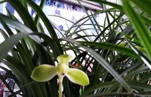 萤草是什么草