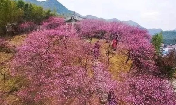 洞口阳春浅复深含义是什么？