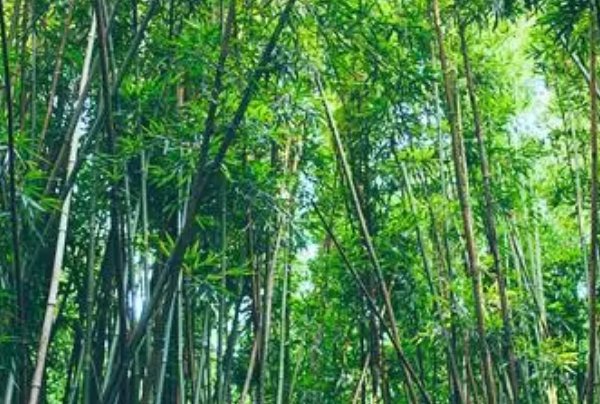 竹林的拼音