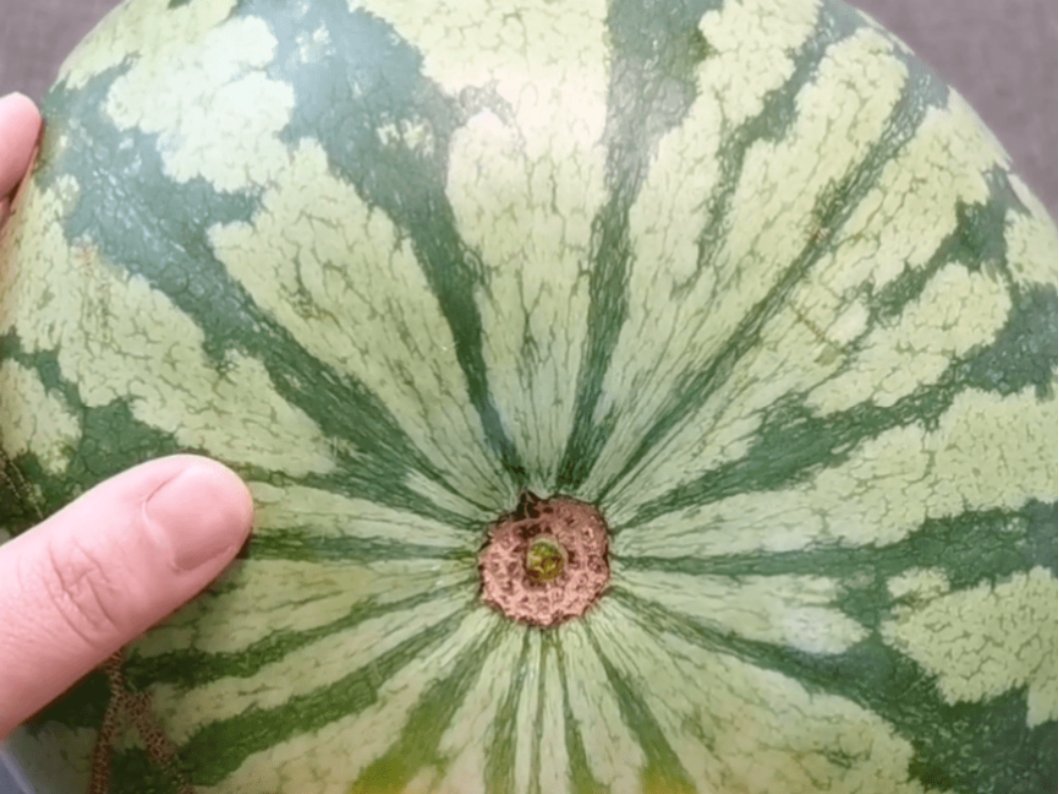 西瓜底部的圈越小说明什么