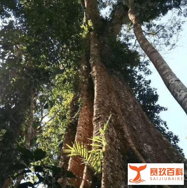 国内红木圈最大骗局：非洲烂木充当名贵木头，骗了消费者十年