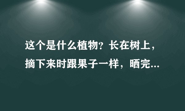 这个是什么植物？长在树上，摘下来时跟果子一样，晒完会爆开，里面有一粒一粒的，会散发出香味