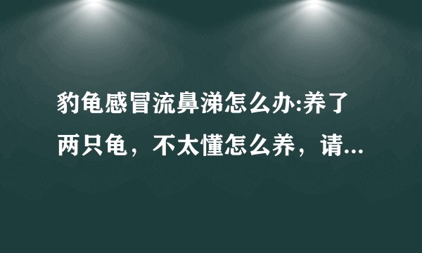 豹龟感冒流鼻涕怎么办:养了两只龟，不太懂怎么养，请各位前辈指教下？