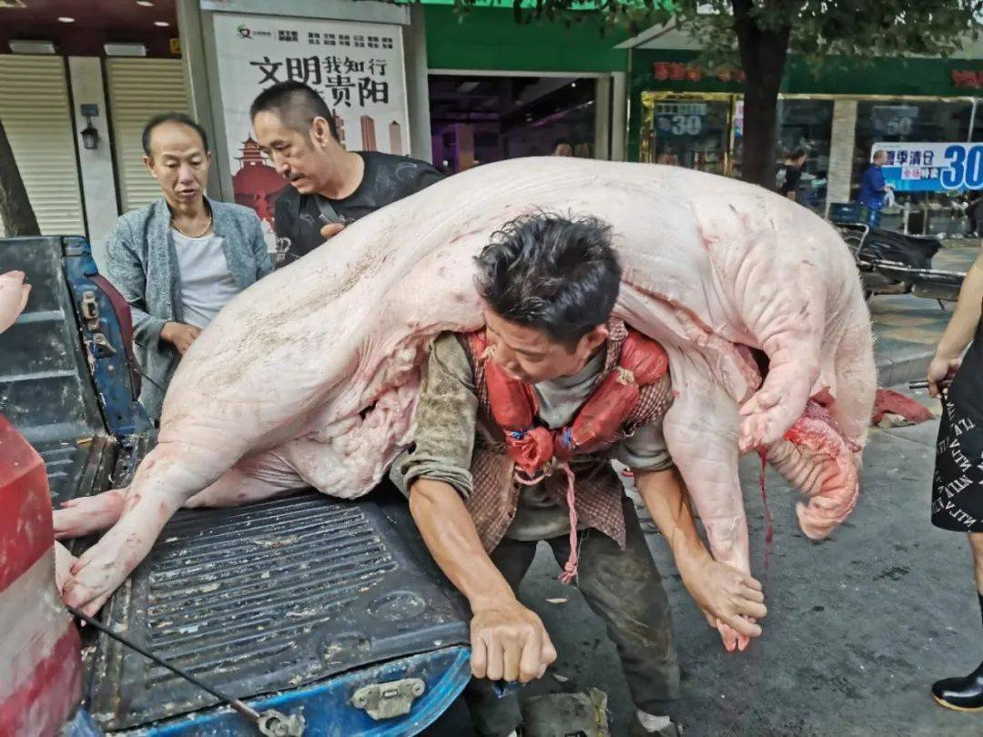 贵阳背肉汉走红,一己之力怎么背得动几百斤的猪呢?