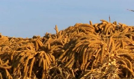 陕西汉墓现罕见陶仓装满小米，这些小米还能吃吗？