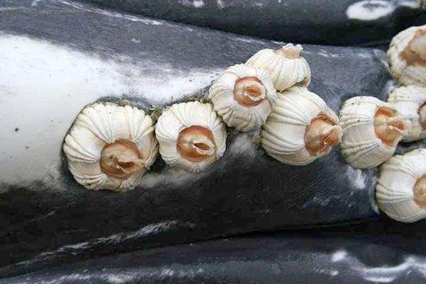 鲸鱼身上密密麻麻的究竟是什么东西呢？