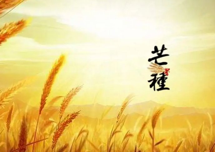 芒种下雨好还是不下雨好