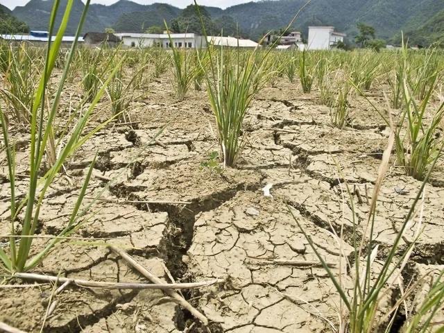 多地大旱会引发粮价、菜价上涨吗?
