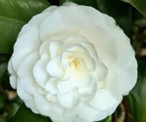 抚州市花是什么