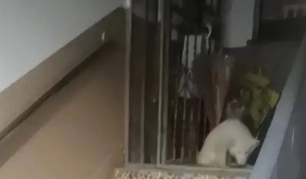 上海一小区惊现白狐，它究竟是从哪里来的？
