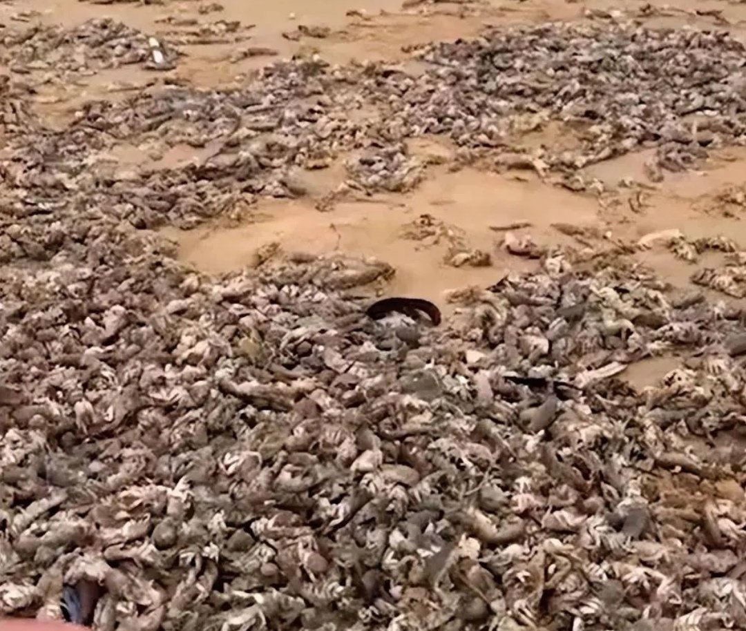 烟台赶海人一晚捞千余斤海肠,这种现象正常吗?