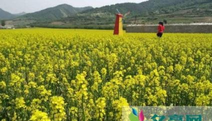 油然而生的意思是啥 油然而生怎么读拼音