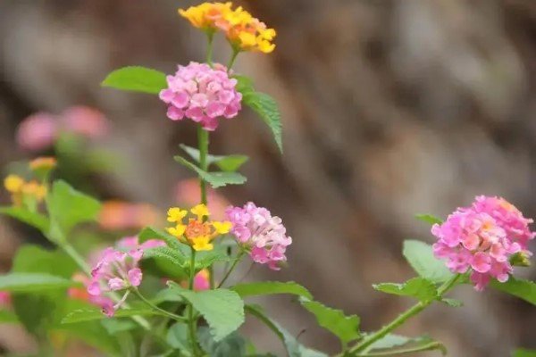 小小的花苞,圆圆的鼓鼓的恰如衣襟上的盘花