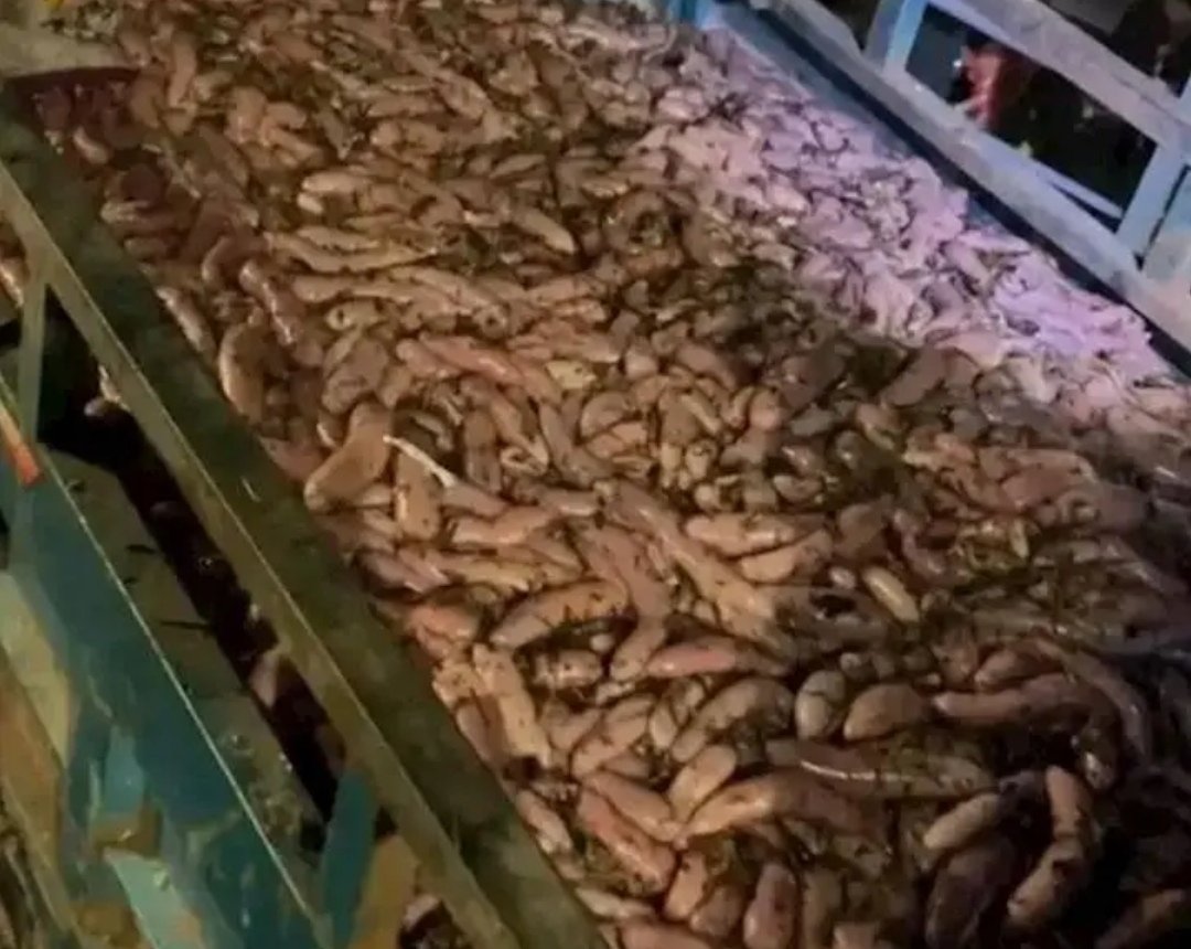 烟台赶海人一晚捞千余斤海肠，这种现象正常吗？