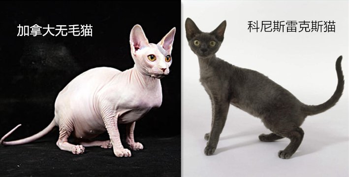 斯芬克斯猫和比鲁斯猫有什么区别?