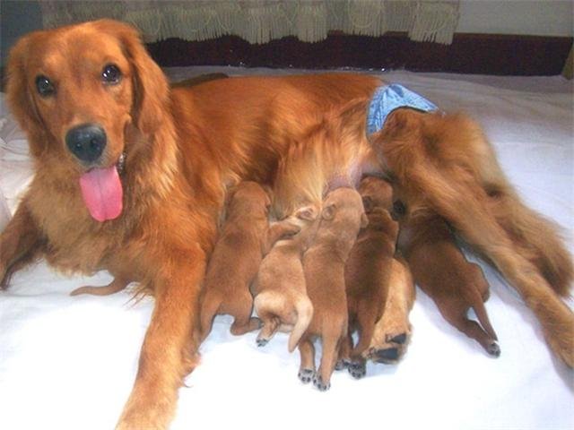 宠物犬与主人分离后再见面有哪些反应？