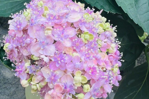 小小的花苞，圆圆的鼓鼓的恰如衣襟上的盘花