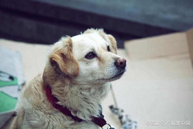 流浪狗比流浪猫的境遇更悲惨,你知道为什么吗?