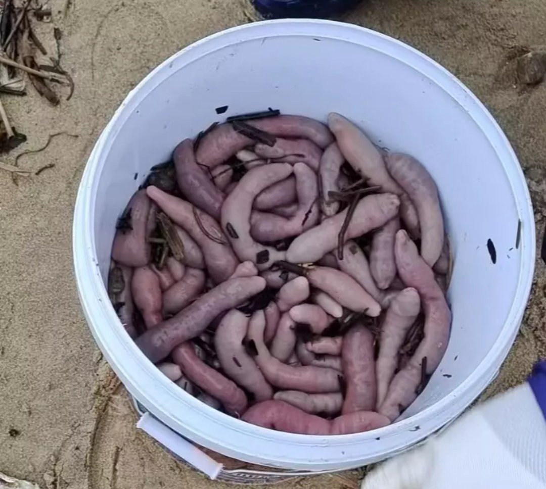 烟台赶海人一晚捞千余斤海肠,这种现象正常吗?