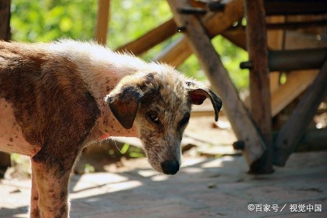 流浪狗比流浪猫的境遇更悲惨,你知道为什么吗?