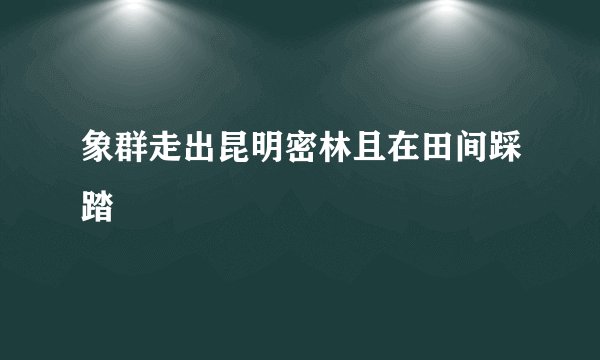 象群走出昆明密林且在田间踩踏
