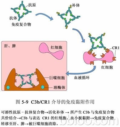生物秀的简介