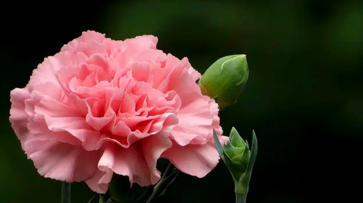 教师节送老师鲜花应该送什么花