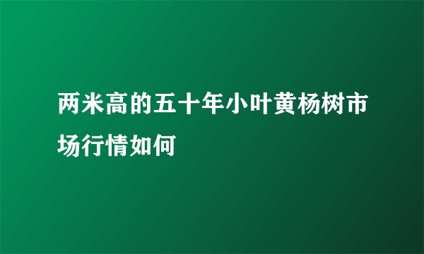 两米高的五十年小叶黄杨树市场行情如何