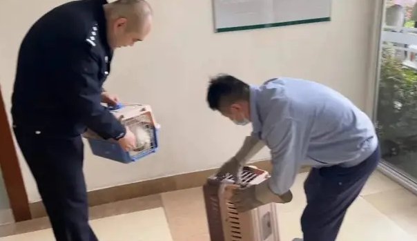 上海一小区惊现白狐，它究竟是从哪里来的？