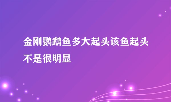 金刚鹦鹉鱼多大起头该鱼起头不是很明显