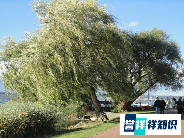 新新成语故事--百步穿杨