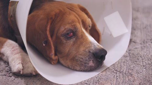 狗狗冠状病毒撑过5天会好吗