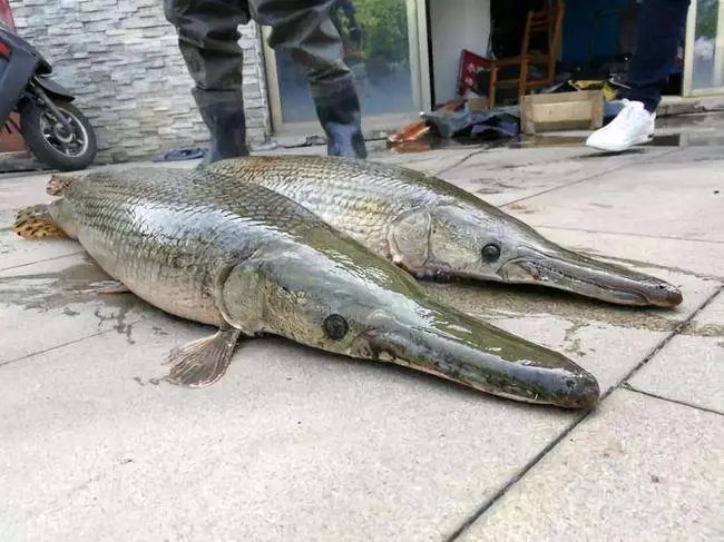 昆明鳄雀鳝“捕手”：猪腰花做诱饵，3分钟钓1条鳄雀鳝，是好方法吗？