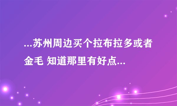 ...苏州周边买个拉布拉多或者金毛 知道那里有好点的宠物店