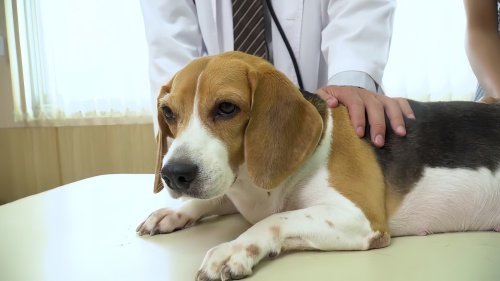 狗狗冠状病毒撑过5天会好吗