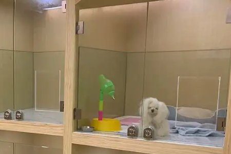 宠物店老板回应离开半月猫狗被饿死，是否值得被原谅？