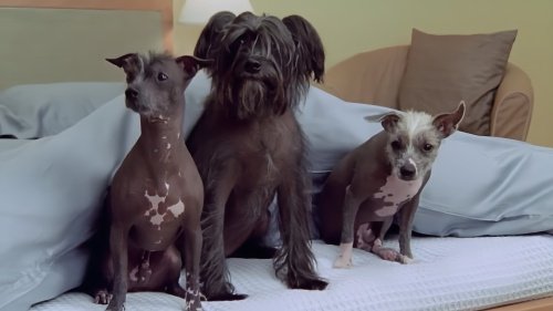 冠毛犬多少钱一只啊