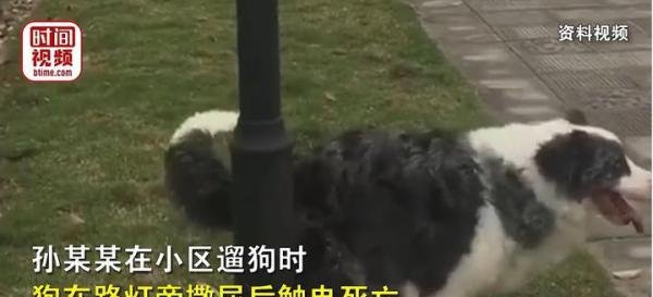 狗子在小区路灯杆旁撒尿被电死，主人索赔5万，有戏吗？