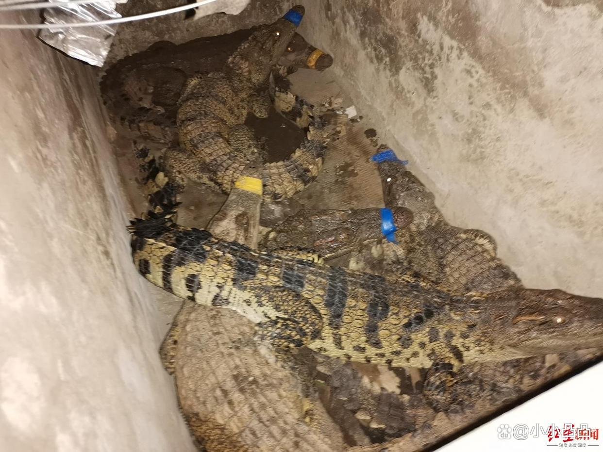 四川宜宾6条失踪鳄鱼已全部找到,具体是在哪里找到的?
