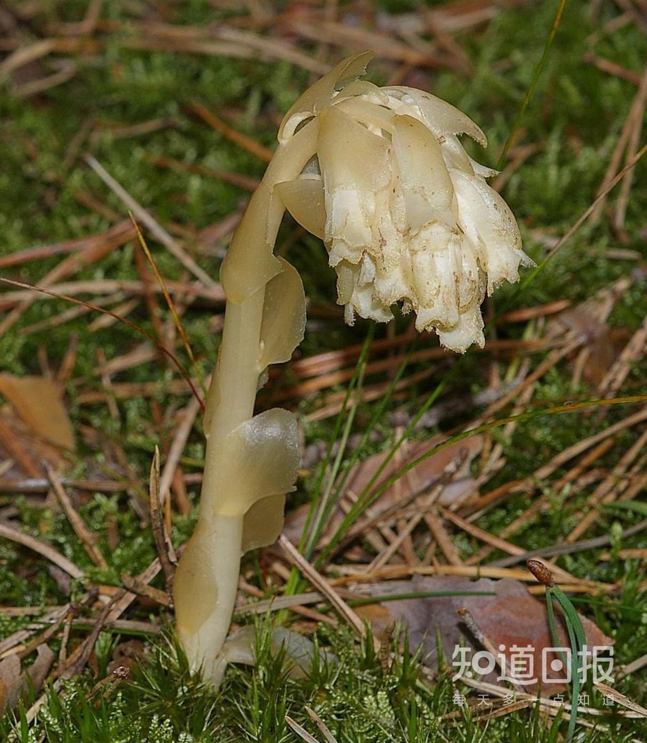 冥界有花,意为死亡?