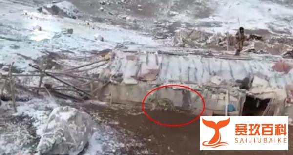 新疆乌什一雪豹下山，连夜咬死40余只羊后，竟在羊圈睡起了大觉