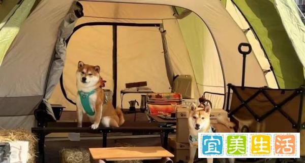 情人节浪漫氛围环绕,上海有哪些约会好去处?