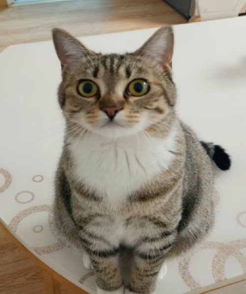 猫叫最忌三个时间