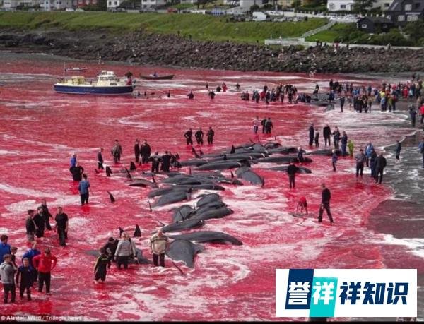 新客家“人”?8米长鲸鱼来深圳大鹏湾超一周了,还没有离开意思。