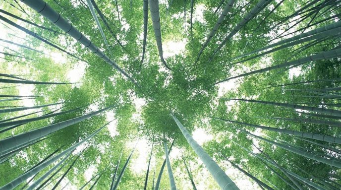 15个天然指南针有哪些