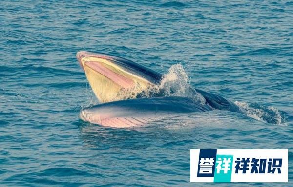 新客家“人”?8米长鲸鱼来深圳大鹏湾超一周了,还没有离开意思。