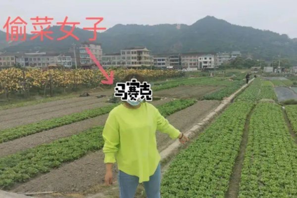浙江4名女子半夜寻刺激开豪车偷菜,人当场被抓,其行为如何定性?